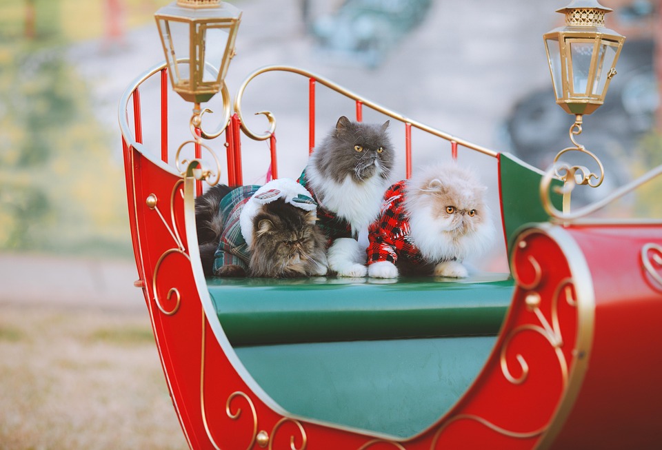 celebrity cats