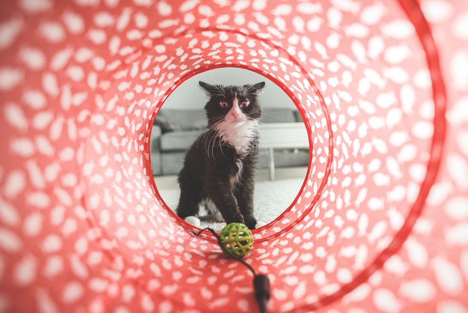 homemade cat toys