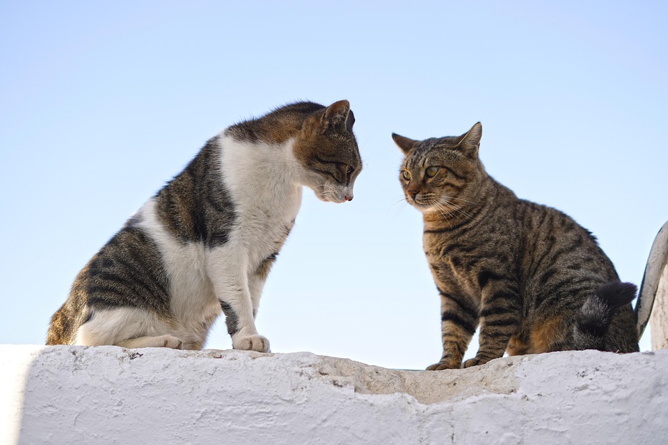 cat body language