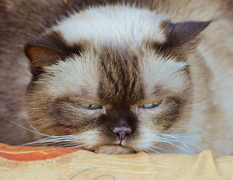 Grumpy Cat