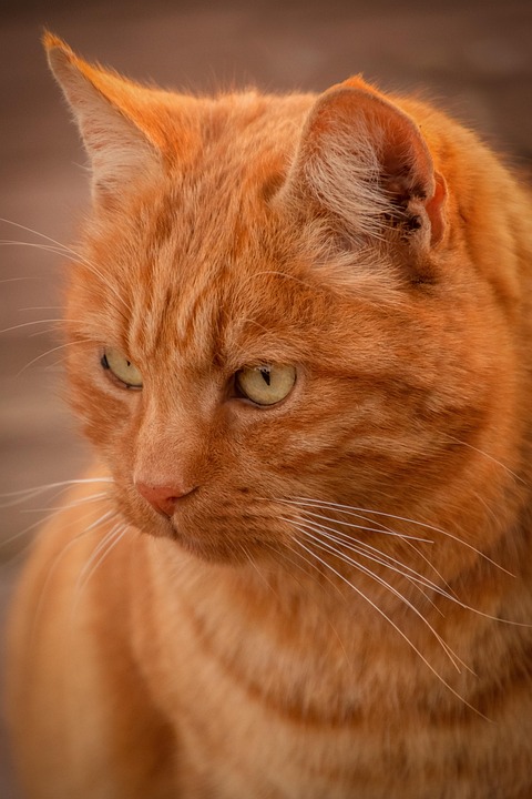 Garfield