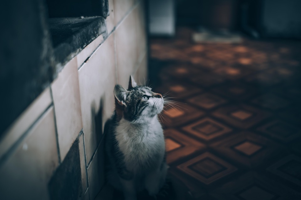 cat grooming at home