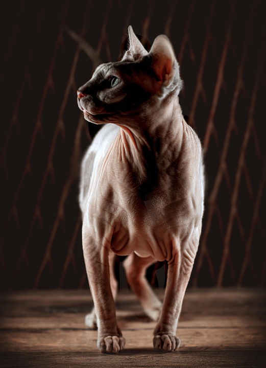 rare cat breeds