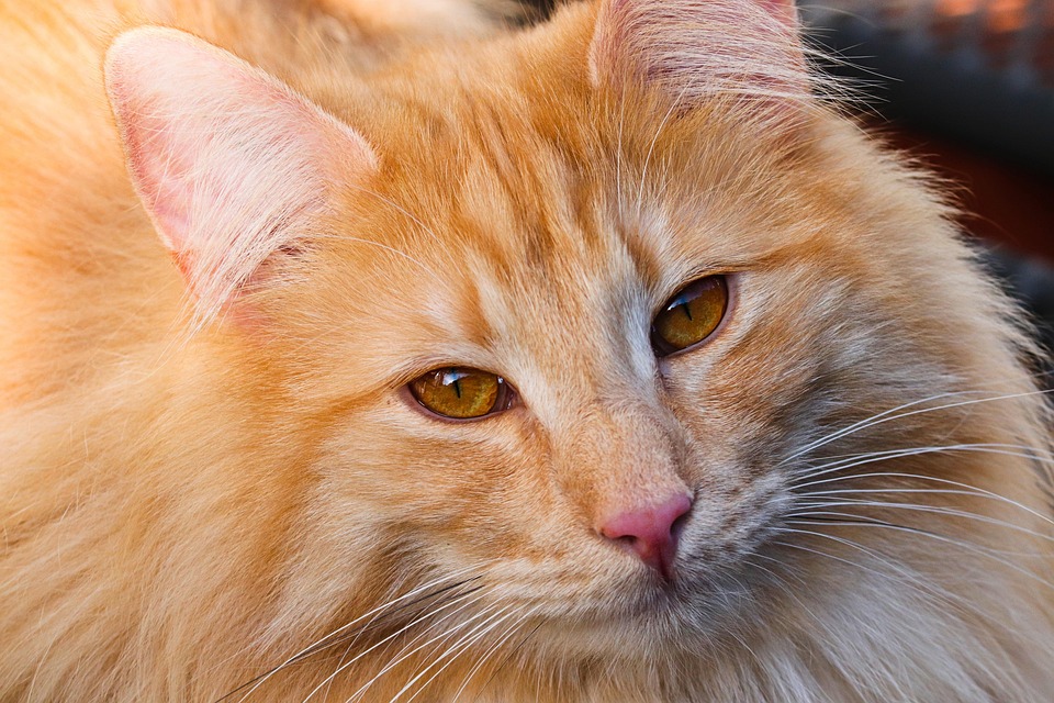 exotic cat breeds
