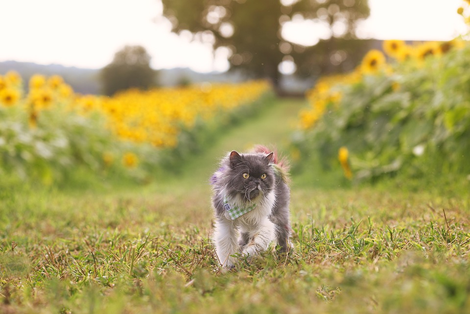 Persian cats