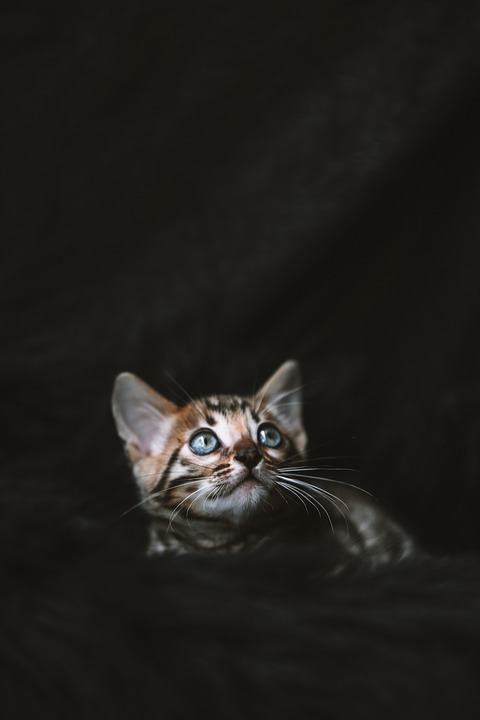 Bengal cats