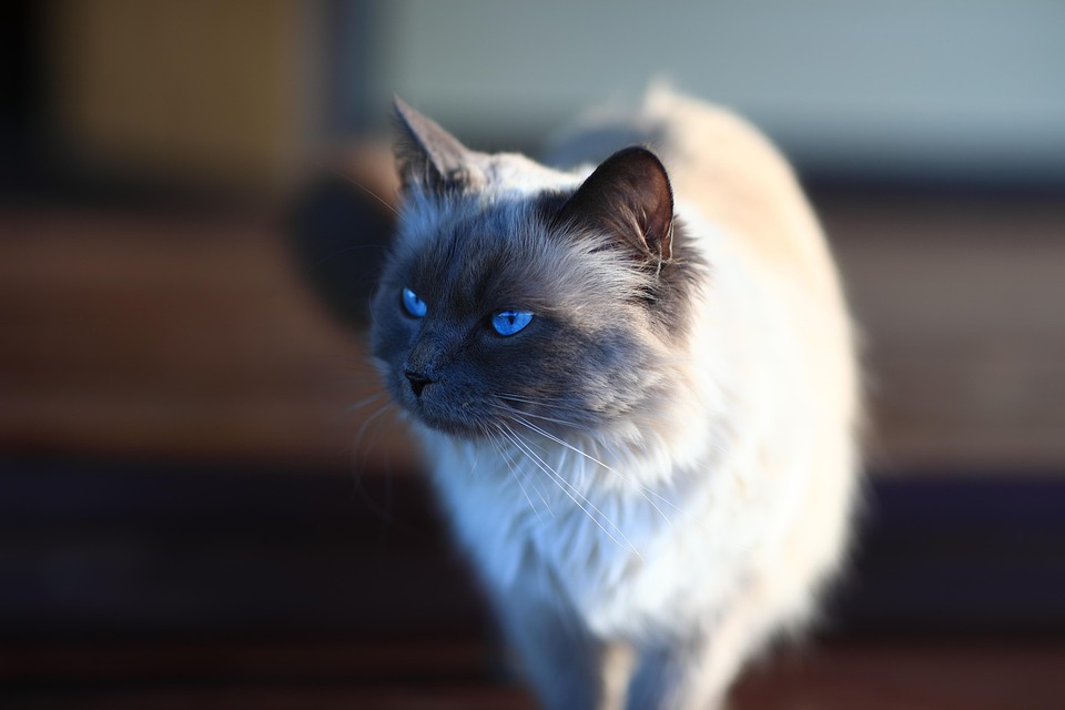 expensive cat breeds