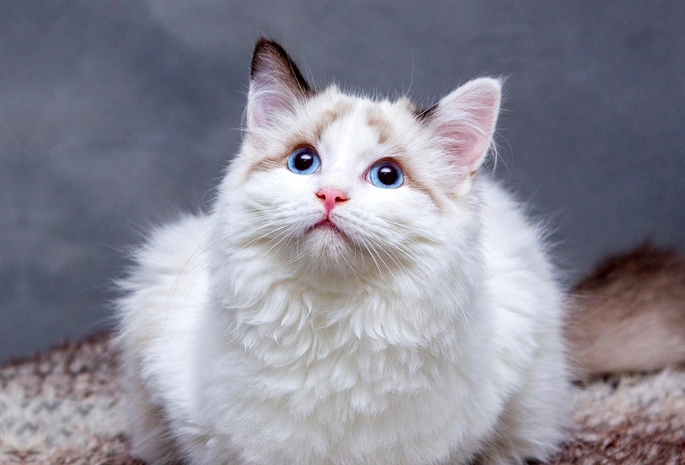 pedigree cats