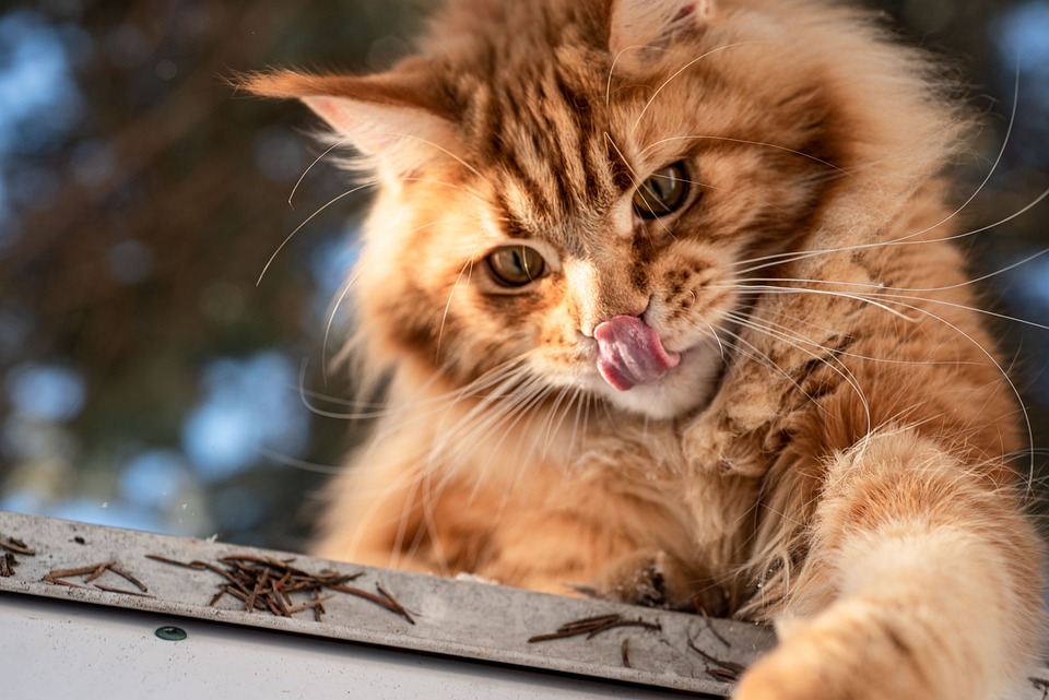 Maine Coon cats