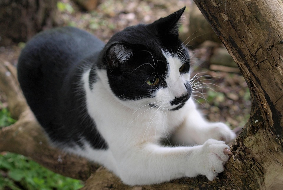 DIY cat scratching posts