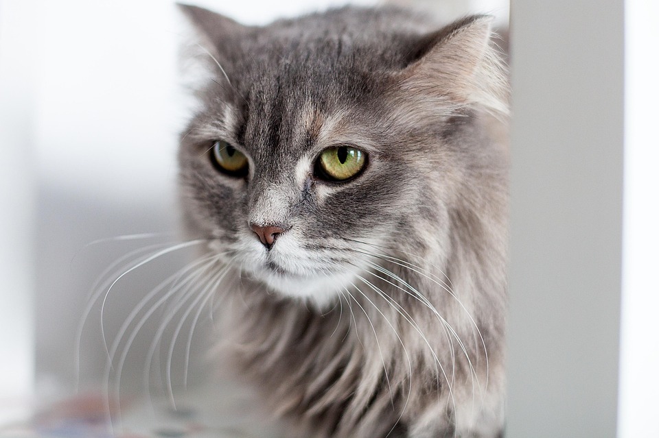 cat psychology