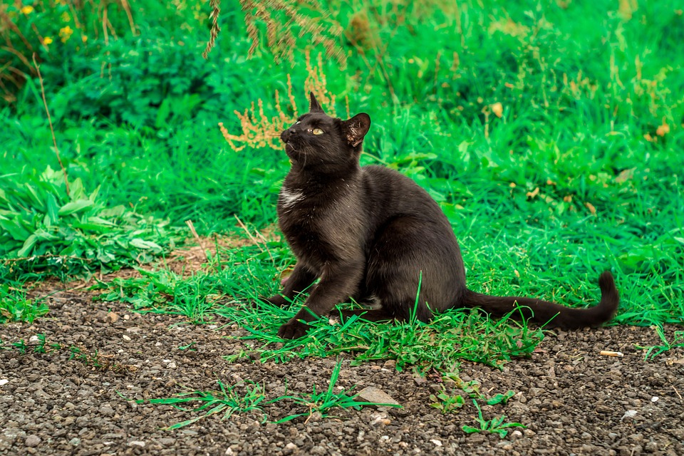cat superstitions