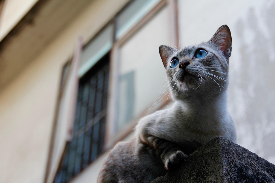 cat instincts