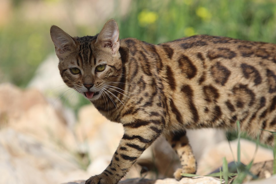 cat behavior