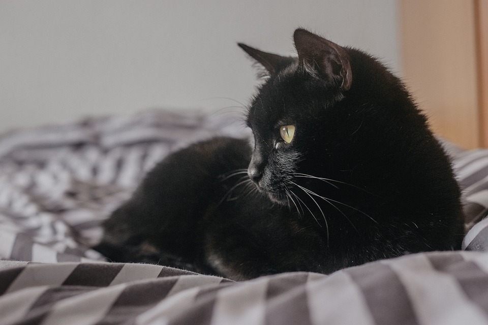 black cat myths