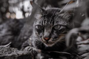 world-famous cats